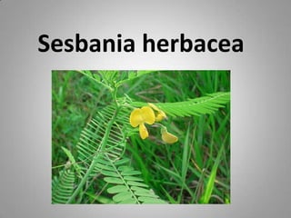 Sesbania herbacea
 