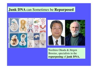Sequence-indifferent DNA or
indifferent DNA refers to DNA sites that
are functional, but show no evidence of
selection aga...