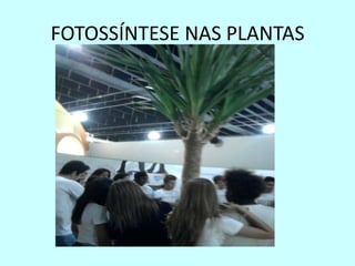 FOTOSSÍNTESE NAS PLANTAS
 
