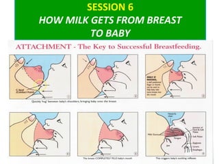 SESSION 6
HOW MILK GETS FROM BREAST
TO BABY
1
 