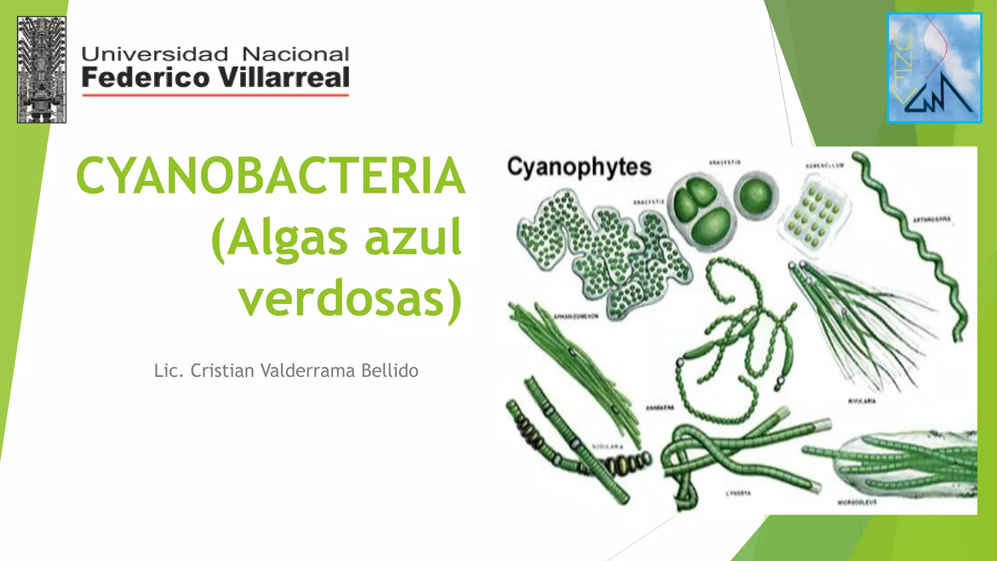 Sesión 1 Cianobacterias Pdf Biological Sciences Science