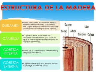 •Parte interior del tronco con, mayor
resistencia mecánica y durabilidad.
Las capas externas van convirtiéndose
en duramen con el paso del tiempo.
DURAMEN
•Capa existente entre la albura
(madera mas reciente) y la corteza
que es la base para el crecimiento en
espesor del tronco.
CÁMBIUM
•Parte de la corteza viva, filamentosa y
de poca resistencia.
CORTEZA
INTERNA
•Capa exterior que envuelve el tronco
y protege la vida del árbol
CORTEZA
EXTERNA
 