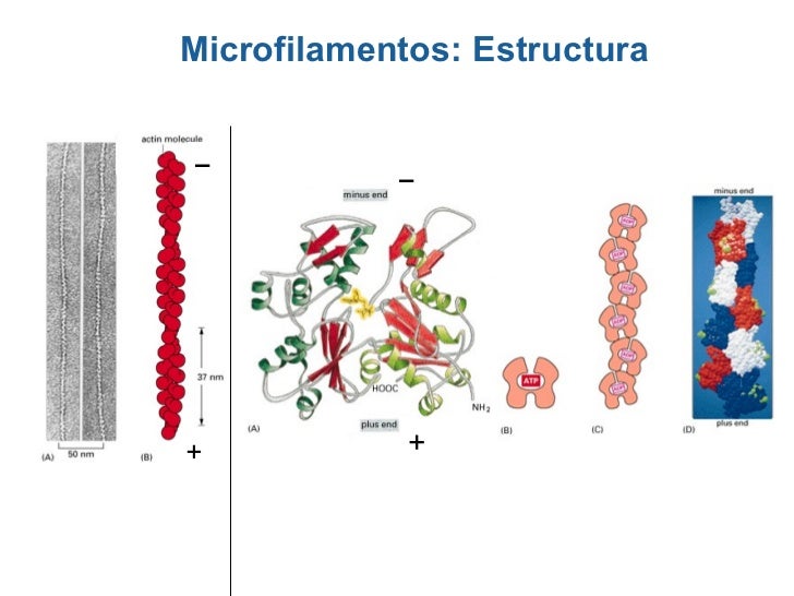 Resultado de imagen para microfilamentos estructura