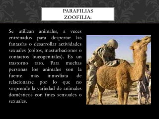 Se utilizan animales, a veces
entrenados para despertar las
fantasías o desarrollar actividades
sexuales (coitos, masturbaciones o
contactos bucogenitales). Es un
trastorno raro. Para muchas
personas los animales son la
fuente más inmediata de
relacionarse por lo que no
sorprende la variedad de animales
domésticos con fines sensuales o
sexuales.
PARAFILIAS
ZOOFILIA:
 