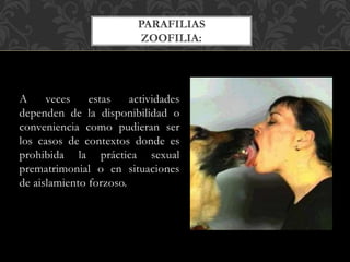 A veces estas actividades
dependen de la disponibilidad o
conveniencia como pudieran ser
los casos de contextos donde es
prohibida la práctica sexual
prematrimonial o en situaciones
de aislamiento forzoso.
PARAFILIAS
ZOOFILIA:
 