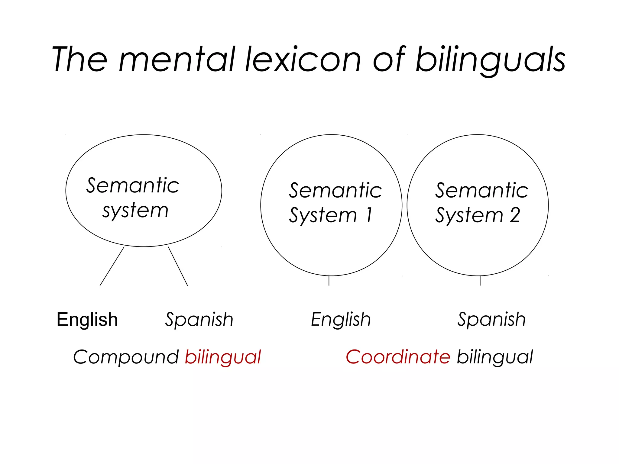 The mental lexicon of bilinguals
18
Semantic
system
Semantic
System 1
Semantic
System 2
English Spanish English Spanish
Compound bilingual Coordinate bilingual
 