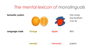 Semantic system Has wings
Has feathers
Can fly
Language code Orange Apple Bird
naranja manzana pajaro
20
The mental lexicon of monolinguals
 