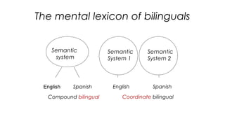 The mental lexicon of bilinguals
21
Semantic
system
Semantic
System 1
Semantic
System 2
English Spanish English Spanish
Compound bilingual Coordinate bilingual
 