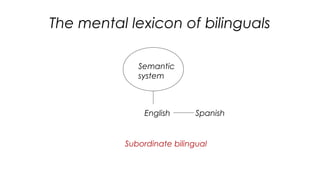 The mental lexicon of bilinguals
22
Semantic
system
English Spanish
Subordinate bilingual
 