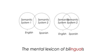 The mental lexicon of bilinguals
23
Semantic
System 1
English Spanish
Semantic
System 2
English Spanish
Semantic
System 2
Semantic
System 1
 