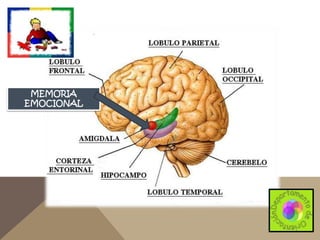 MEMORIA
EMOCIONAL

 