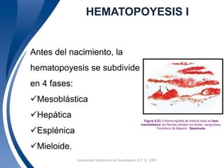 HEMATOPOYESIS I 
Figura 9-23. Fotomicrografía de médula ósea en fase 
mesoblástica; las flechas señalan los islotes sanguíneos. 
Tricrómico de Masson. Sepúlveda. 
Antes del nacimiento, la 
hematopoyesis se subdivide 
en 4 fases: 
Mesoblástica 
Hepática 
Esplénica 
Mieloide. 
Universidad 10 Autónoma de Guadalajara A.C. © 2009 
 