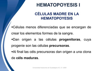 HEMATOPOYESIS I 
CÉLULAS MADRE EN LA 
HEMATOPOYESIS 
Células menos diferenciadas que se encargan de 
crear los elementos formes de la sangre. 
Dan origen a las células progenitoras, cuya 
progenie son las células precursoras. 
Al final las céls precursoras dan origen a una clona 
de céls maduras. 
Universidad 11 Autónoma de Guadalajara A.C. © 2009 
 