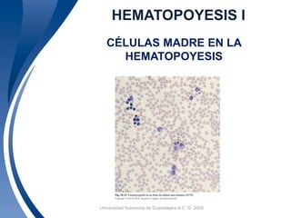 HEMATOPOYESIS I 
CÉLULAS MADRE EN LA 
HEMATOPOYESIS 
Universidad 12 Autónoma de Guadalajara A.C. © 2009 
 