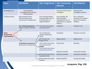 Fases Céls Madre HEMATOPOYESIS Céls. Progenitoras Céls. Precursoras 
(blastos) 
I Universidad 13 Autónoma de Guadalajara A.C. © 2009 
Céls Maduras 
Morfologia Inicial No distinguibles 
morfológicamente; parecen 
lifocitos grandes. 
Inicio de la diferenciación 
morfológica 
Dieferenciación 
morfológica completa. 
Actividad mitótica Baja actividad mitótica; 
autorrenovables; poco 
numerosas en la médula ósea. 
Gran actividad mitótica; 
autorrenovables; frec. En 
la médula ósea y en 
órganos linfáticos 
Gran actividad; NO 
autorrenovables; 
monopotentes, frec. En 
médula ósea y en órganos 
linfáticos. 
No se multiplican; 
frecuentes en la médula 
ósea y en los órganos 
linfáticos. 
Cél. Linfoide pluripotencial 
(Migran a órganos linfáticos) 
Cél linfocítica formadora 
de colonias (CLFC) 
Linfoblasto Linfocitos T y B. 
Célula 
pluripotencial 
hematopoyética 
Cél. Formadora de 
colonias eritrocitarias 
(CFCE) 
Eritroblasto Hematíe o eritrocito. 
Cél formadora de 
megacariocitos 
Megacariolasto Megacariocito 
Cél.Mieloide pluripotencial. 
(permanece en médula ósea) 
Cél.formadora de colonias 
monocíticas (CFCM) 
CFCMG 
Cél.formadora de colonias 
granulocitarias (CFCG) 
Promonocito 
Mielocito neutrófilo 
Monocito 
Granulocito netrófilo 
Cél.formadora de colonias 
eosinófilas (CFCE) 
Mielocito eosinófilo Granulocito eosinófilo. 
Cél.formadora de colonias 
basófilas 
Mielocito basófilo Granulocito basófilo 
Junqueira. Pag: 239. 
 