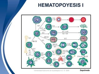 HEMATOPOYESIS I 
Universidad 15 Autónoma de Guadalajara A.C. © 2009 
Sepúlveda 
 