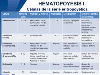 HEMATOPOYESIS I 
Células de la serie eritropoyética. 
Célula Tamaño 
(μm) 
Núcleo* y mitosis Nucléolos Citoplasma* Microfotografia 
Universidad 17 Autónoma de Guadalajara A.C. © 2009 
electrónica. 
Proeritroblasto 14 - 19 Redondeado, color 
burdeos; fina red de 
cromatina; mitosis. 
3 - 5 Gris-azul, agregados 
en periferia. 
RER poco 
desarrollado; 
numerosos 
polisomas, escasas 
mitocondrias; 
ferritina. 
Eritroblasto 
basófilo 
12 - 17 Igual al anterior. 1 a 2? Coloración rosada 
poco intensa. 
Semejante al ant. 
Presencia de 
hemoglobina. 
Eritroblasto 
policromatófilo 
12 - 15 Redondeado; tinción 
intensa; red de 
cromatina muy gruesa, 
mitosis. 
Ninguno Rosa amarillento 
sobre un trasfondo 
azulado. 
Similar al ant. > 
cantidad de hem 
Eritroblasto 
Ortocromatófilo 
8 - 12 Pequeño, redondo, 
denso; excéntrico o en 
proceso de expulsión. 
Ausencia de mitosis. 
Ninguno Rosa en un 
trasfondo azulado 
poco intenso 
Escasas mitocondrias 
y polisomas, 
abundante hem 
Reticulocito 7 - 8 Ninguno Ninguno Semejante a 
eritrocitos maduros 
Grupos de 
ribosomas; cél 
rellena de hem 
Eritrocito 7.5 Ninguno Ninguno Citoplasma rosado Únicamente hem 
 