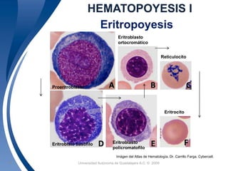 HEMATOPOYESIS I 
Proeritroblasto 
Eritropoyesis 
Eritroblasto 
ortocromático 
Universidad 18 Autónoma de Guadalajara A.C. © 2009 
Reticulocito 
Eritroblsto basófilo Eritroblasto 
policromatofilo 
Eritrocito 
Imágen del Atlas de Hematología. Dr. Carrillo Farga. Cybercell. 
 