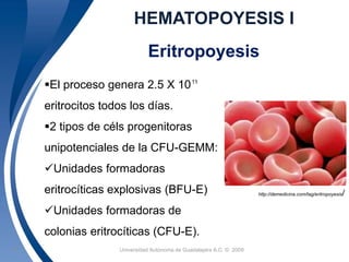 HEMATOPOYESIS I 
Eritropoyesis 
El proceso genera 2.5 X 10 
eritrocitos todos los días. 
11 
2 tipos de céls progenitoras 
unipotenciales de la CFU-GEMM: 
Unidades formadoras 
eritrocíticas explosivas (BFU-E) 
Unidades formadoras de 
colonias eritrocíticas (CFU-E). 
Universidad 19 Autónoma de Guadalajara A.C. © 2009 
http://demedicina.com/tag/eritropoyesis/ 
 