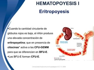 HEMATOPOYESIS I 
Eritropoyesis 
Cuando la cantidad circulante de 
glóbulos rojos es baja, el riñón produce 
una elevada concentración de 
eritropoyetina; que en presencia de 
citocinas* activa a las CFU-GEMM 
para que se diferencien en BFU-E. 
Las BFU-E forman CFU-E. 
Universidad 20 Autónoma de Guadalajara A.C. © 2009 
 