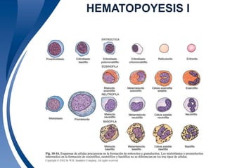 HEMATOPOYESIS I 
Universidad 21 Autónoma de Guadalajara A.C. © 2009 
 