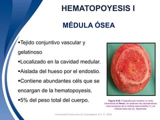 HEMATOPOYESIS I 
MÉDULA ÓSEA 
Figura 9-20. Fotografía que muestra un corte 
transversal de fémur; se observan las características 
macroscópicas de la médula ósea amarilla (1) y la 
Universidad 3 Autónoma de Guadalajara A.C. © 2009 
médula ósea roja (2). Sepúlveda. 
Tejido conjuntivo vascular y 
gelatinoso 
Localizado en la cavidad medular. 
Aislada del hueso por el endostio. 
Contiene abundantes céls que se 
encargan de la hematopoyesis. 
5% del peso total del cuerpo. 
 