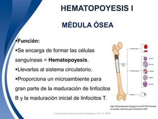 HEMATOPOYESIS I 
MÉDULA ÓSEA 
Función: 
Se encarga de formar las células 
sanguíneas = Hematopoyesis. 
Llevarlas al sistema circulatorio. 
Proporciona un microambiente para 
gran parte de la maduración de linfocitos 
B y la maduración inicial de linfocitos T. 
http://fisiocatessen.blogspot.mx/2012/01/fundac 
ion-josep-carreras-para-donacion.html 
Universidad 5 Autónoma de Guadalajara A.C. © 2009 
 