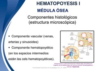 HEMATOPOYESIS I 
MÉDULA ÓSEA 
Componentes histológicos 
(estructura microscópica) 
 Componente vascular (venas, 
arterias y sinusoides) 
 Componente hematopoyético 
(en los espacios intermedios 
están las cels hematopoyéticas). 
Esquema de un corte transversal de médula ósea. Se observa la 
irrigación de la médula ósea, así como su porción hematopoyética y 
Universidad 6 Autónoma de Guadalajara A.C. © 2009 
vascular. Sepúlveda. 
 