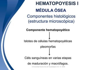 HEMATOPOYESIS I 
MÉDULA ÓSEA 
Componentes histológicos 
(estructura microscópica) 
Componente hematopoyético 
Islotes de células hematopoyéticas 
pleomorfas 
Céls sanguíneas en varias etapas 
de maduración y macrófagos. 
Universidad 8 Autónoma de Guadalajara A.C. © 2009 
 