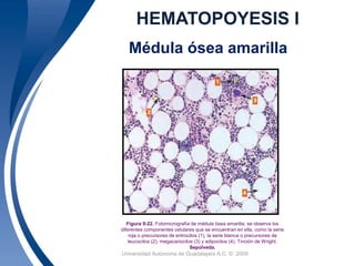 HEMATOPOYESIS I 
Médula ósea amarilla 
E 
L 
Figura 9-22. Fotomicrografía de médula ósea amarilla; se observa los 
diferentes componentes celulares que se encuentran en ella, como la serie 
roja o precursores de eritrocitos (1), la serie blanca o precursores de 
leucocitos (2), megacariocitos (3) y adipocitos (4). Tinción de Wright. 
Sepúlveda. 
Universidad 9 Autónoma de Guadalajara A.C. © 2009 
 