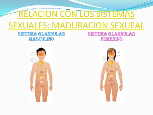 Sesión 3 aparatos sexuales y sistema glandular