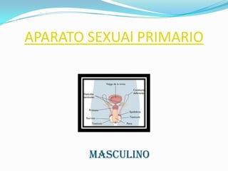 APARATO SEXUAl PRIMARIO




        MASCULINO
 