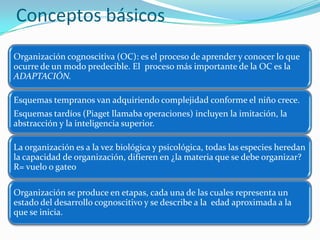 Conceptos básicos
Organización cognoscitiva (OC): es el proceso de aprender y conocer lo que
ocurre de un modo predecible. El proceso más importante de la OC es la
ADAPTACIÓN.
Esquemas tempranos van adquiriendo complejidad conforme el niño crece.
Esquemas tardíos (Piaget llamaba operaciones) incluyen la imitación, la
abstracción y la inteligencia superior.
La organización es a la vez biológica y psicológica, todas las especies heredan
la capacidad de organización, difieren en ¿la materia que se debe organizar?
R= vuelo o gateo
Organización se produce en etapas, cada una de las cuales representa un
estado del desarrollo cognoscitivo y se describe a la edad aproximada a la
que se inicia.
 