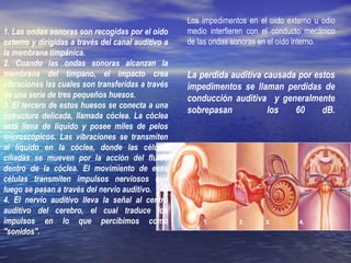 Los impedimentos en el oído externo u odio
medio interfieren con el conducto mecánico
de las ondas sonoras en el oído interno.
La perdida auditiva causada por estos
impedimentos se llaman perdidas de
conducción auditiva y generalmente
sobrepasan los 60 dB.
1. Las ondas sonoras son recogidas por el oído
externo y dirigidas a través del canal auditivo a
la membrana timpánica.
2. Cuando las ondas sonoras alcanzan la
membrana del tímpano, el impacto crea
vibraciones las cuales son transferidas a través
de una serie de tres pequeños huesos.
3. El tercero de estos huesos se conecta a una
estructura delicada, llamada cóclea. La cóclea
está llena de líquido y posee miles de pelos
microscópicos. Las vibraciones se transmiten
al líquido en la cóclea, donde las células
ciliadas se mueven por la acción del fluido
dentro de la cóclea. El movimiento de esas
células transmiten impulsos nerviosos que
luego se pasan a través del nervio auditivo.
4. El nervio auditivo lleva la señal al centro
auditivo del cerebro, el cual traduce los
impulsos en lo que percibimos como
"sonidos".
 