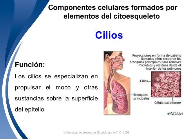 Sesión 7. citoesqueleto