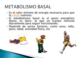    Es el valor mínimo de energía necesaria para que
    la célula subsista.
   El metabolismo basal es el gasto energético
    diario, es decir, lo que un cuerpo necesita
    diariamente para seguir funcionando.
   Depende de varios factores, como sexo, talla,
    peso, edad, actividad física, etc
 