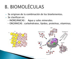    Se originan de la combinación de los bioelementos.
   Se clasifican en:
    - INORGÁNICAS : Agua y sales minerales.
    - ORGÁNICAS : carbohidratos, lípidos, proteínas, vitaminas.
 
