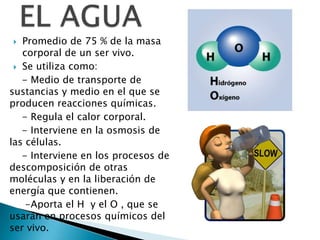   Promedio de 75 % de la masa
   corporal de un ser vivo.
  Se utiliza como:

   - Medio de transporte de
sustancias y medio en el que se
producen reacciones químicas.
   - Regula el calor corporal.
   - Interviene en la osmosis de
las células.
   - Interviene en los procesos de
descomposición de otras
moléculas y en la liberación de
energía que contienen.
    -Aporta el H y el O , que se
usarán en procesos químicos del
ser vivo.
 