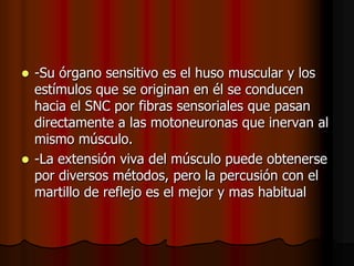 -Su órgano sensitivo es el huso muscular y los
estímulos que se originan en él se conducen
hacia el SNC por fibras sensoriales que pasan
directamente a las motoneuronas que inervan al
mismo músculo.
 -La extensión viva del músculo puede obtenerse
por diversos métodos, pero la percusión con el
martillo de reflejo es el mejor y mas habitual


 
