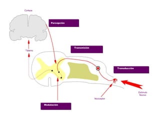 Empresa Pública Hospital de
Poniente
Percepción
Transmisión
Transducción
Estímulo
Nocivo
Modulación
Nociceptor
Tálamo
Corteza
 