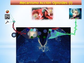 TET

Gl
Mecanismo Acción Opioides (I)
 