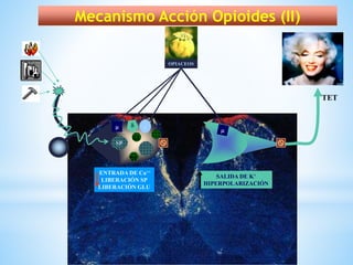 ENTRADA DE Ca++
LIBERACIÓN SP
LIBERACIÓN GLU
TET

SP
OPIACEOS
SALIDA DE K+
HIPERPOLARIZACIÓN
Gl
Gl
Mecanismo Acción Opioides (II)
 