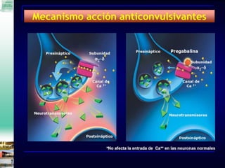 Empresa Pública Hospital de
Poniente
Mecanismo acción anticonvulsivantes
 