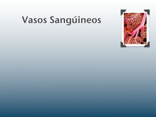 Vasos Sangúineos
 