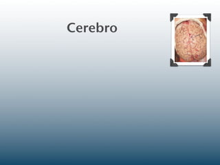 Cerebro
 