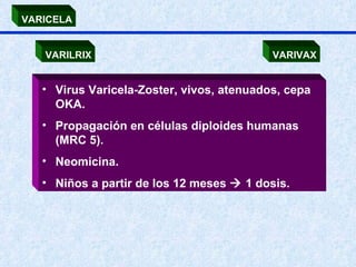 VARICELA VARILRIX VARIVAX Virus Varicela-Zoster, vivos, atenuados, cepa OKA. Propagación en células diploides humanas (MRC 5). Neomicina. Niños a partir de los 12 meses    1 dosis. 