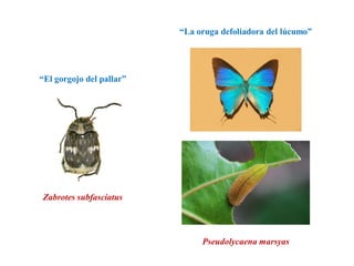 Zabrotes subfasciatus
“El gorgojo del pallar”
Pseudolycaena marsyas
“La oruga defoliadora del lúcumo”
 