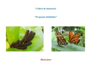 Dione juno
“El gusano defoliador”
Cultivo de maracuyá
 