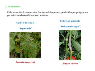 Es la alteración de una o varias funciones de las plantas, producidas por patógenos o
por determinadas condiciones del ambiente.
3. Enfermedad
Septoria lycopersici
Botrytis cinerea
“Septoriosis”
“Podredumbre gris”
Cultivo de tomate
Cultivo de pimiento
 