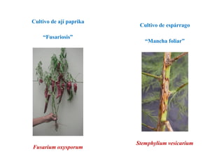Fusarium oxysporum
Stemphylium vesicarium
“Fusariosis”
“Mancha foliar”
Cultivo de ají paprika
Cultivo de espárrago
 